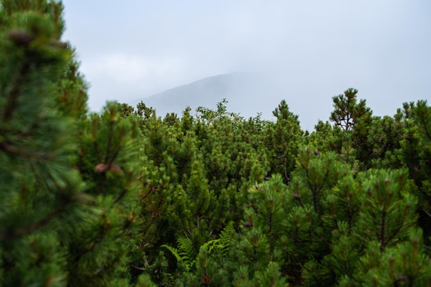 Végétation des prairies alpines