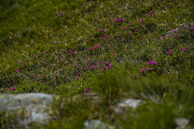 Végétation des prairies alpines