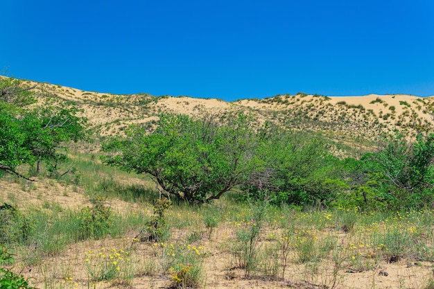 Végétation printanière du désert au bord de la dune de sable de Sarykum