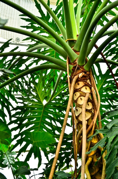 Végétation tropicale dense et verte.