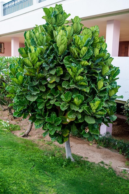 Végétations tropicales, arbres et buissons