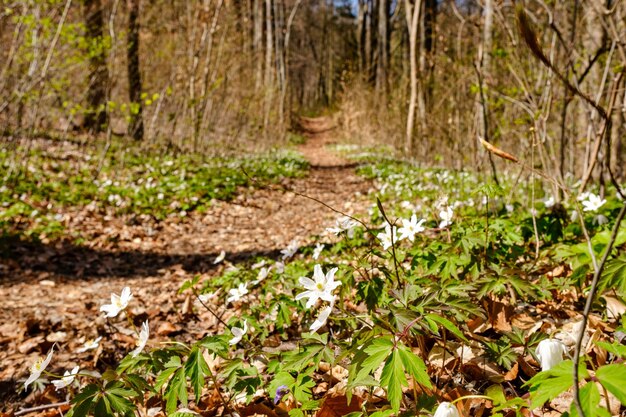 Éveil printanier de fleurs en forêt sur fond de soleil