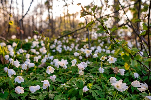 Éveil printanier de fleurs en forêt sur fond de soleil