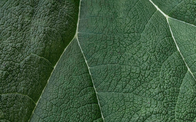 Photo veine de la feuille verte bouchent branche ornementale grande nature tropicale