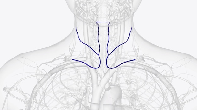 Photo la veine jugulaire antérieure est une veine du cou