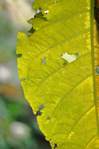 Veines de la feuille macro