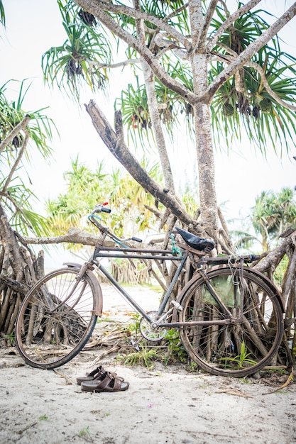 Vélo sur arbre de plage