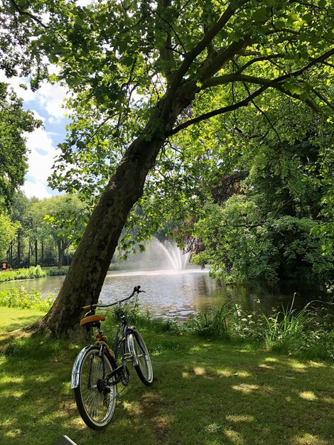 Photo vélo dans la forêt