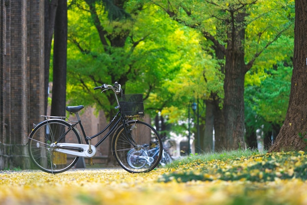 Vélo garé dans le parc, parmi les champs de ginkgo.