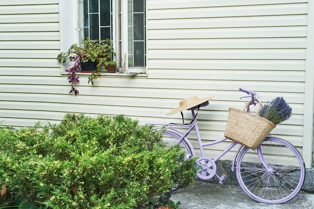 vélo lilas avec un panier de lavande dans la cour