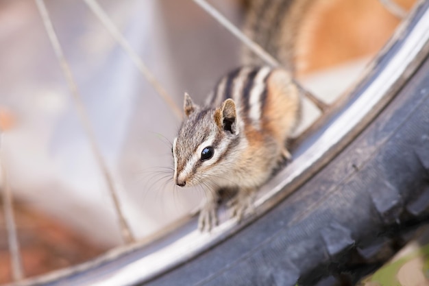 Vélo de montagne Le Petit Chipmunk