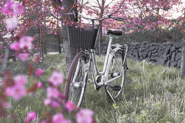 vélo vintage sur l'herbe verte dans un parc de la ville avec des arbres en fleurs roses