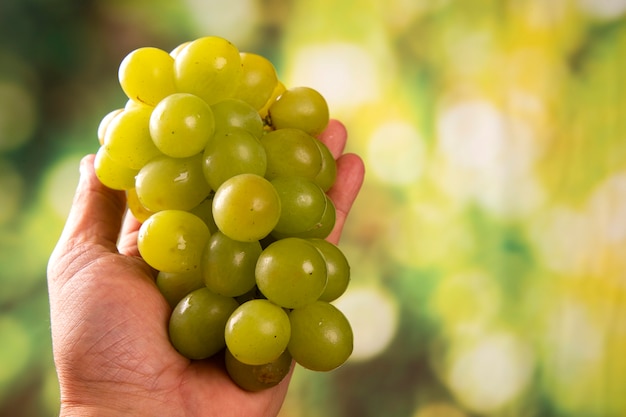 Vendanges dans la main de l'agriculteur