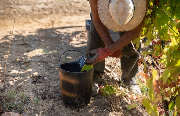 Vendanges dans le vignoble du Douro