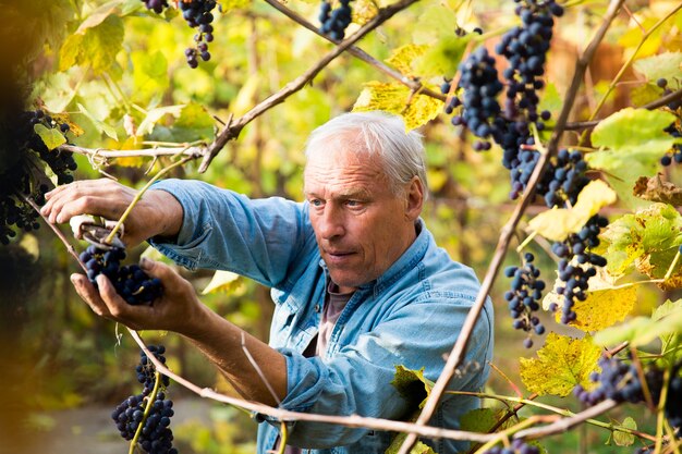 Vendanges dans le vignoble Un homme enlève des grappes de raisin noir Isabella d'une vigne