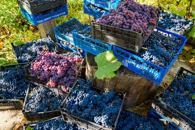 Vendanges à la vigne. Grappes rouges et noires de raisins Pinot Noir recueillies dans des caisses et prêtes pour la production de vin.