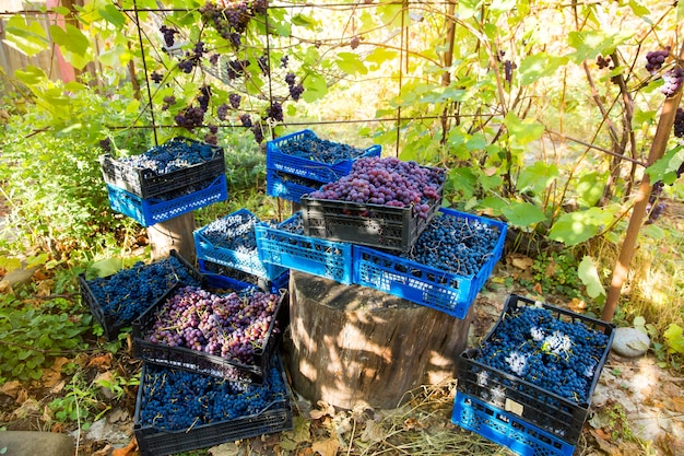 Vendanges à la vigne. Les grappes rouges et noires de raisins Pinot Noir sont rassemblées dans des caisses et prêtes à la production de vin.