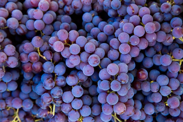 Vendanges à la vigne. Gros plan sur des grappes rouges et noires de raisins Pinot Noir recueillies dans des caisses et prêtes pour la production de vin.