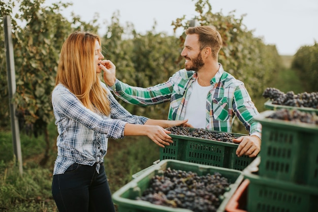 Vendanges à la vigne