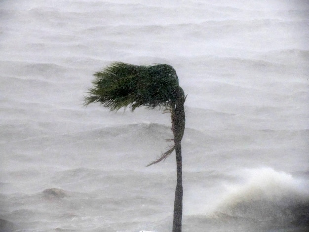 Vent fort pendant les effets de l'ouragan Norma octobre 2023 La Paz Baja California Sur