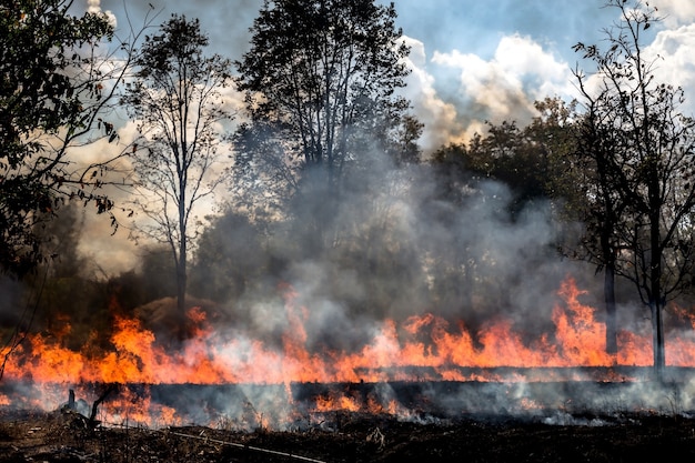 Vent soufflant sur un arbre enflammé lors d&#39;un feu de forêt.