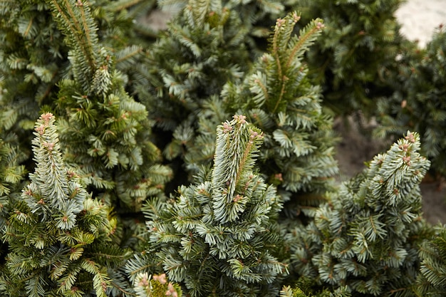 Vente d'arbres de Noël au marché de Noël