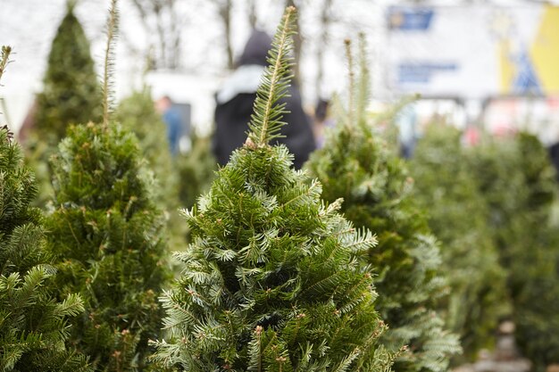 Vente d'arbres de Noël au marché de Noël