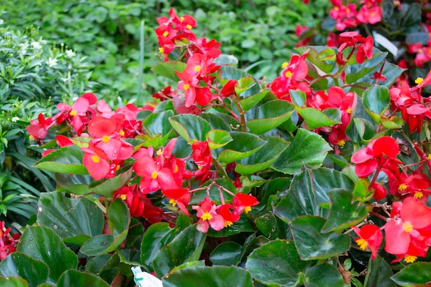 Vente et exposition sur le marché de variétés de plantes d'été