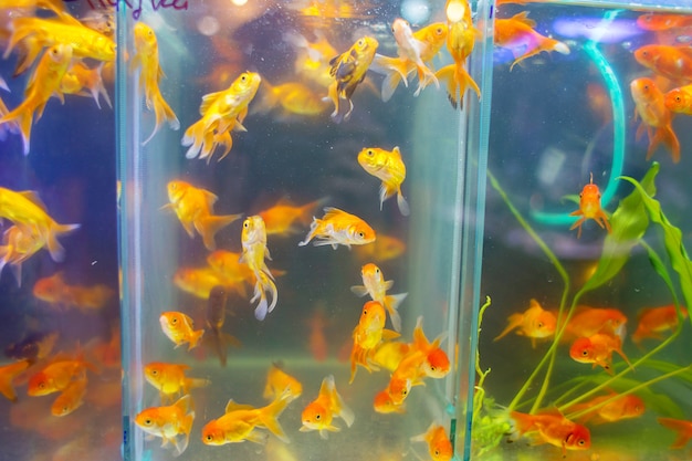 Vente de petits poissons d&#39;aquariophilie en animalerie