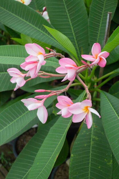 Vente de pots de plantes tropicales sur le marché vert, stock photo