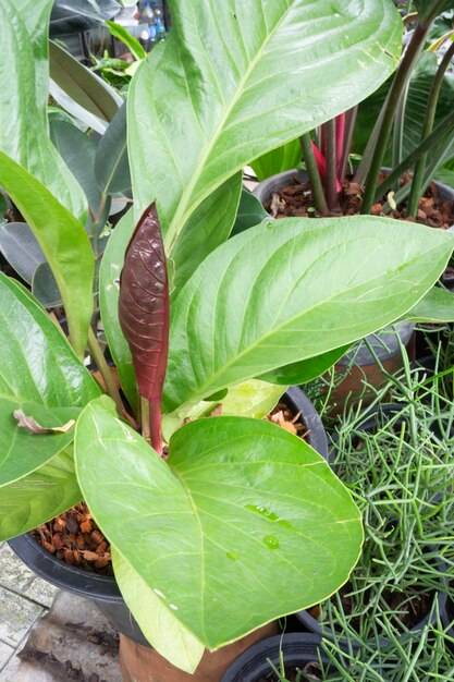 Vente de pots de plantes tropicales sur le marché vert, stock photo