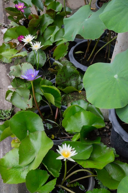 Vente de pots de plantes tropicales sur le marché vert, stock photo