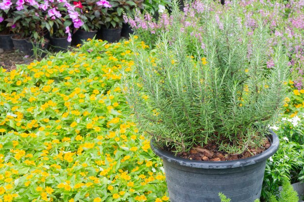 Vente de pots de plantes tropicales sur le marché vert, stock photo