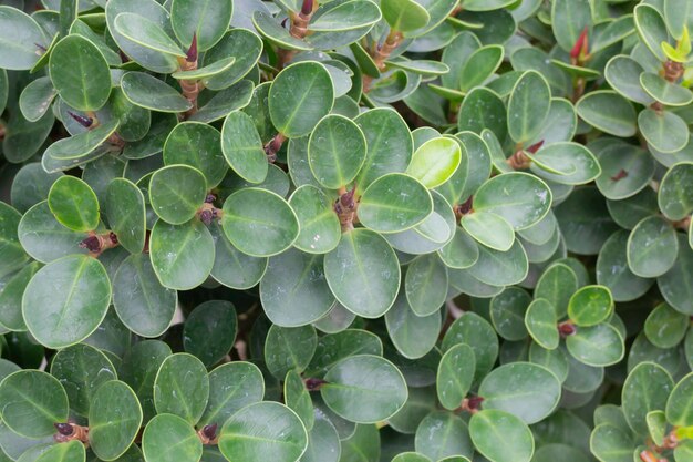 Vente de pots de plantes tropicales sur le marché vert, stock photo