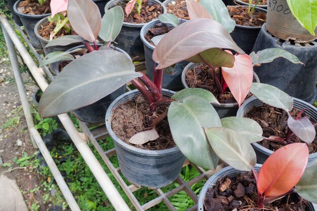 Vente de pots de plantes tropicales sur le marché vert, stock photo