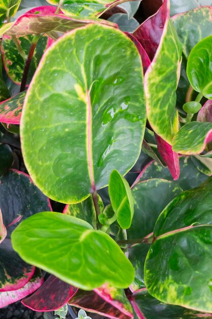 Vente de pots de plantes tropicales sur le marché vert, stock photo