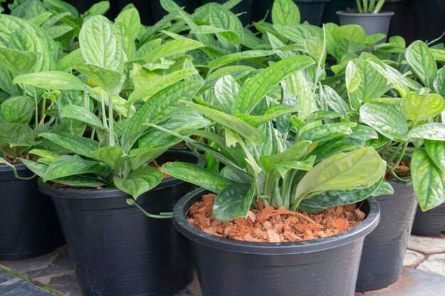 Vente de pots de plantes tropicales sur le marché vert, stock photo