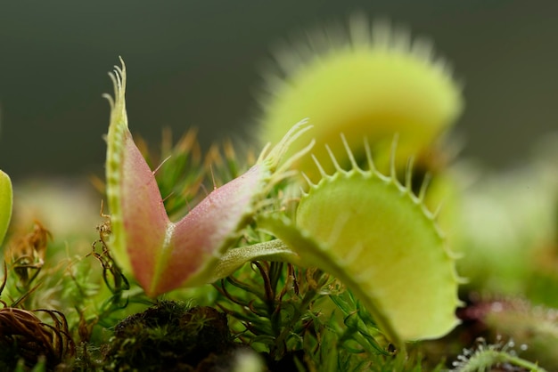 Venus fly trap plante carnivore