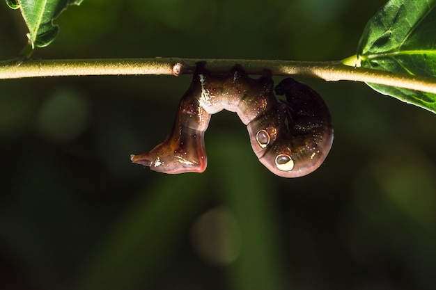 Ver à la branche