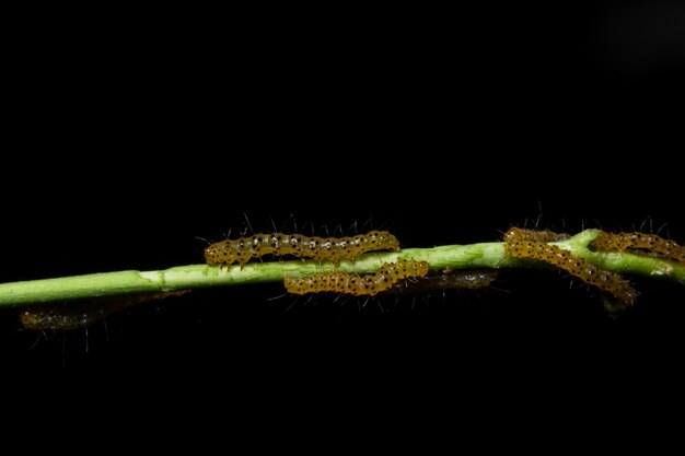 Ver macro sur les branches