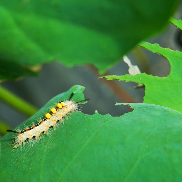 ver mangeant sur une feuille de lotus dans la nature