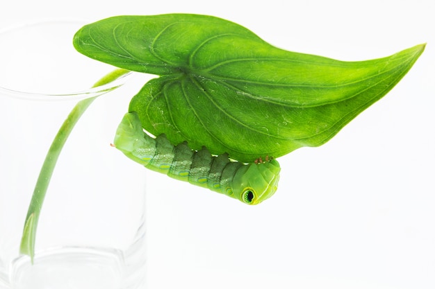 Ver vert à feuilles isolé sur blanc