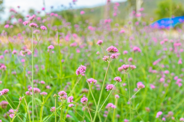 Verbena bonariensis flowe