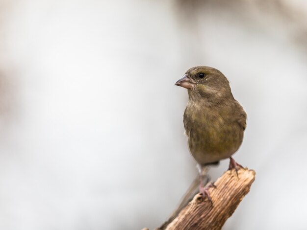 Verdier Chloris chloris, oiseau assis sur une branche morte