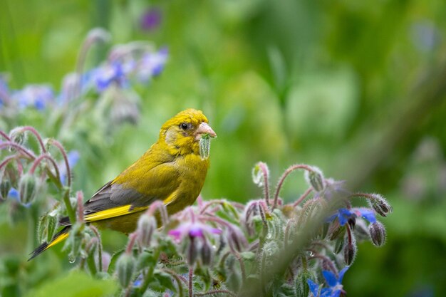 Verdier d'Europe assis sur une fleur