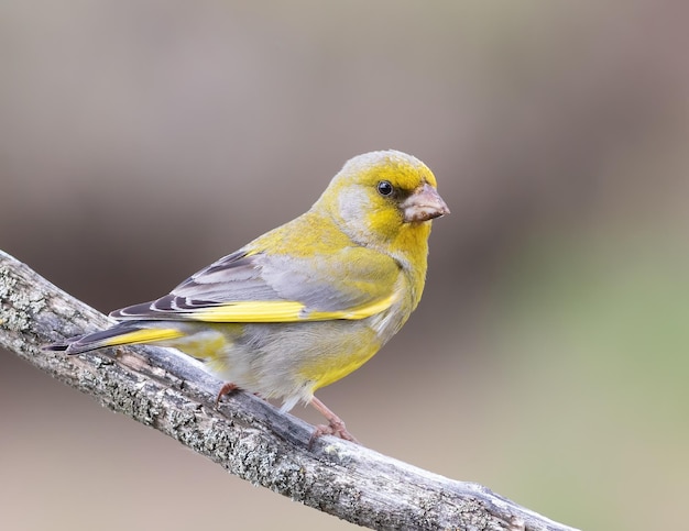 Verdier d'Europe Chloris chloris Un oiseau est assis sur une branche et regarde au loin