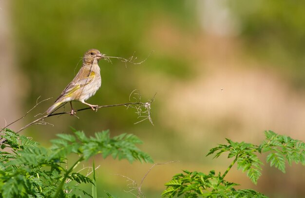 Verdier d'Europe Chloris chloris L'oiseau recueille des matériaux de construction pour son nid