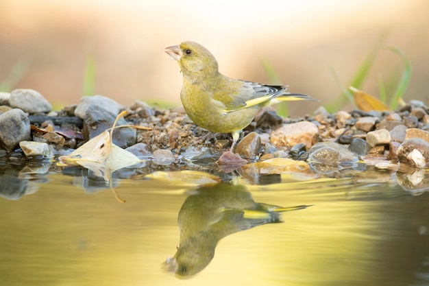 Verdier d'Europe mâle à un point d'eau naturel dans une forêt de chênes et de pins avec les dernières lumières