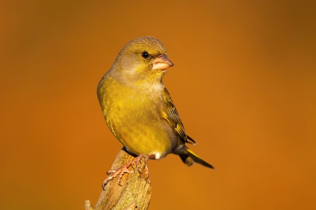 Verdier d'Europe à la recherche sur le tronc en automne nature