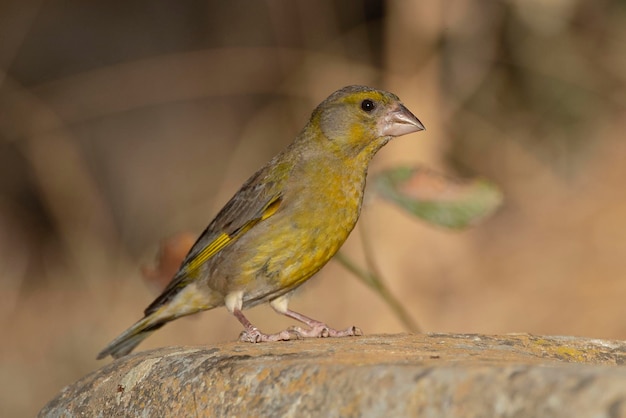 Verdier d'Europe ou verdier Chloris chloris Cordoue Espagne